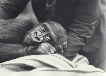 Jovem Gorila &39;John David&39; com 5 anos de idade sendo mantido por um guardião em um cobertor no Zoológico de Londres, em setembro de 1919
